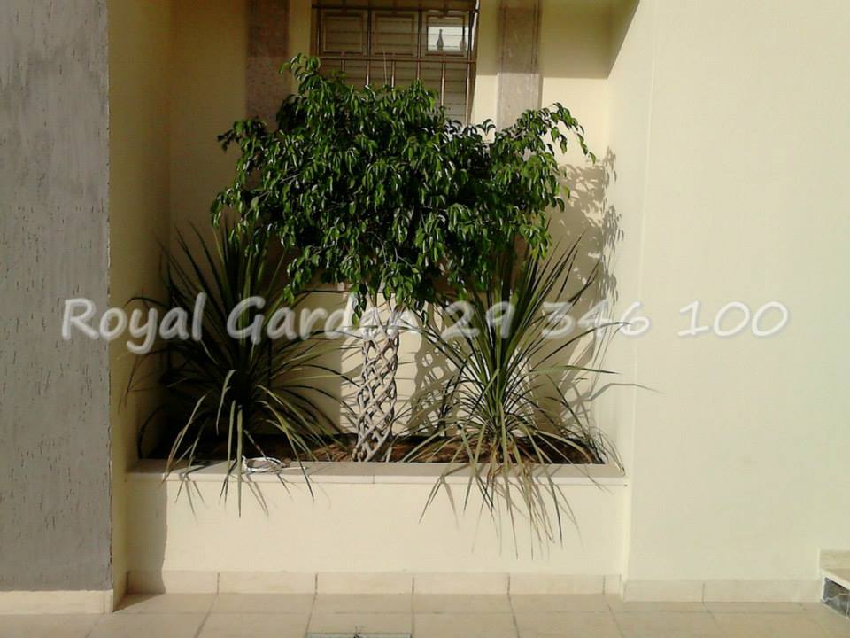 Royal Garden 8